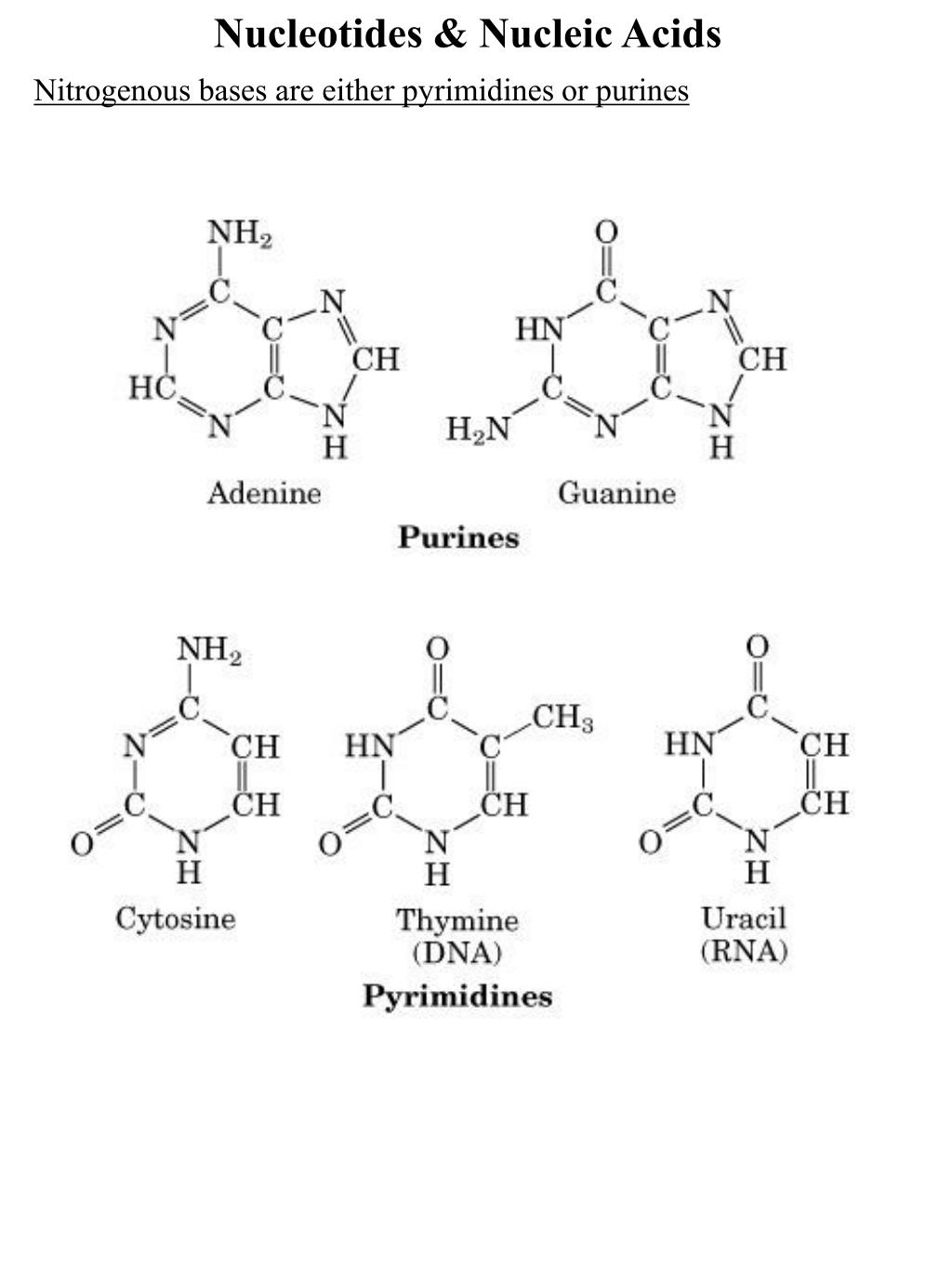 PPT Nucleosides & Nucleotides PowerPoint Presentation, free download