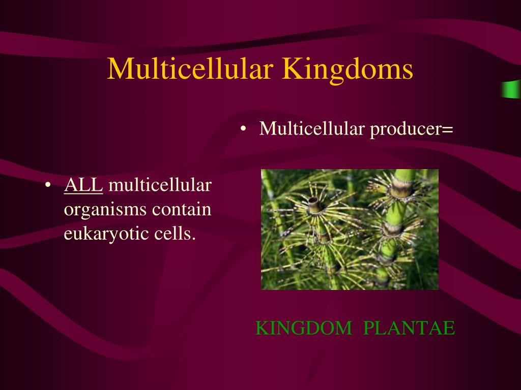 PPT The Five Kingdoms PowerPoint Presentation, free download ID6570830