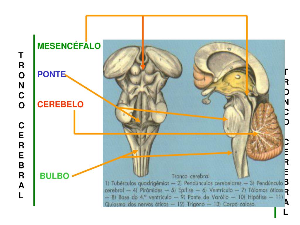 PPT O TRONCO CEREBRAL BULBO E PONTE PowerPoint Presentation, free