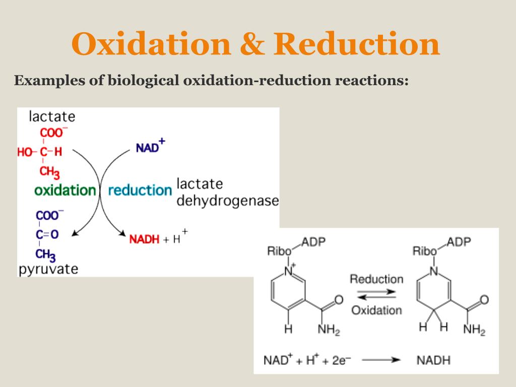PPT Cell Respiration PowerPoint Presentation, free download ID6575229