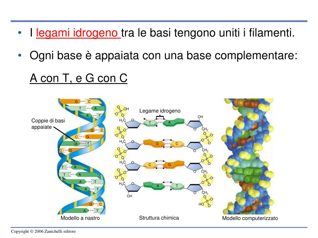 PPT La biologia molecolare del gene PowerPoint Presentation, free
