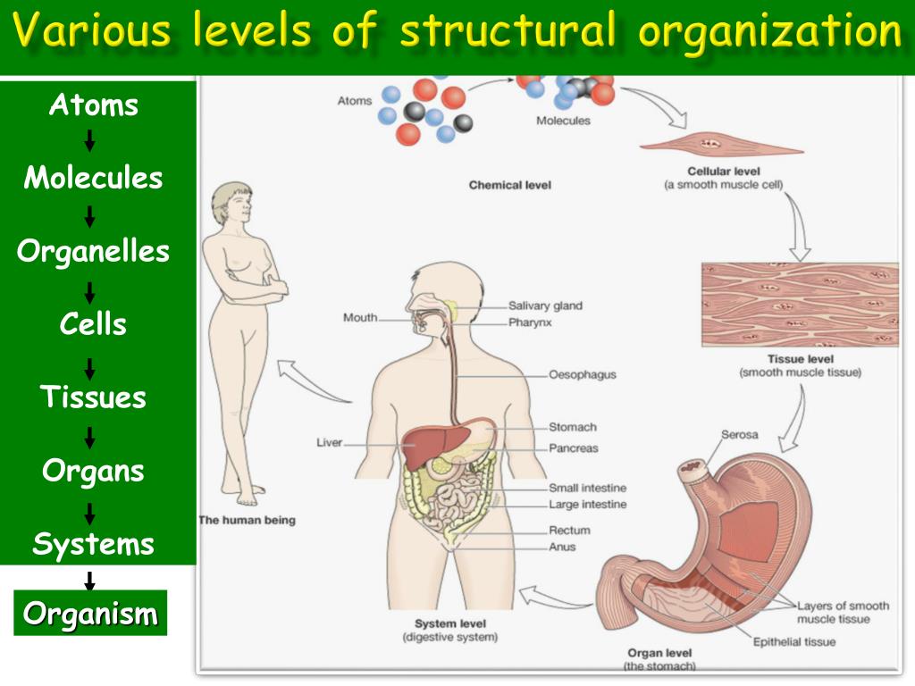 Cells Organisms Golgi Complex Organ System Organelle Tissue Concept Map PPT General rules & guidelines PowerPoint Presentation, free download
