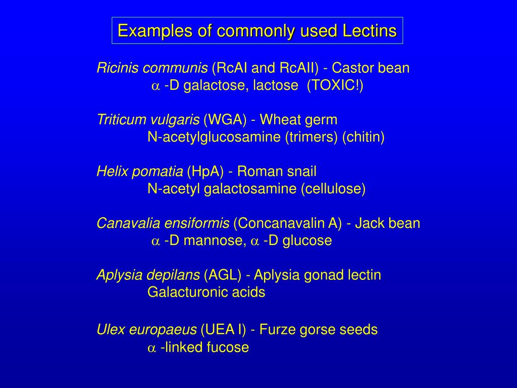 PPT Lectins PowerPoint Presentation, free download ID6579601