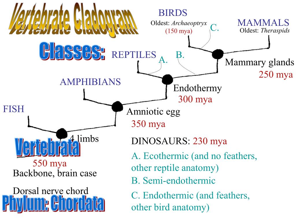 PPT Cladogram PowerPoint Presentation, free download ID6580285