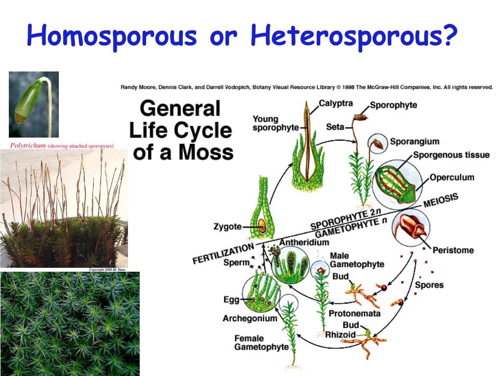 PPT Plants & Life Cycles PowerPoint Presentation, free download ID6580360