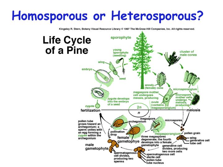 PPT Plants & Life Cycles PowerPoint Presentation ID6580360