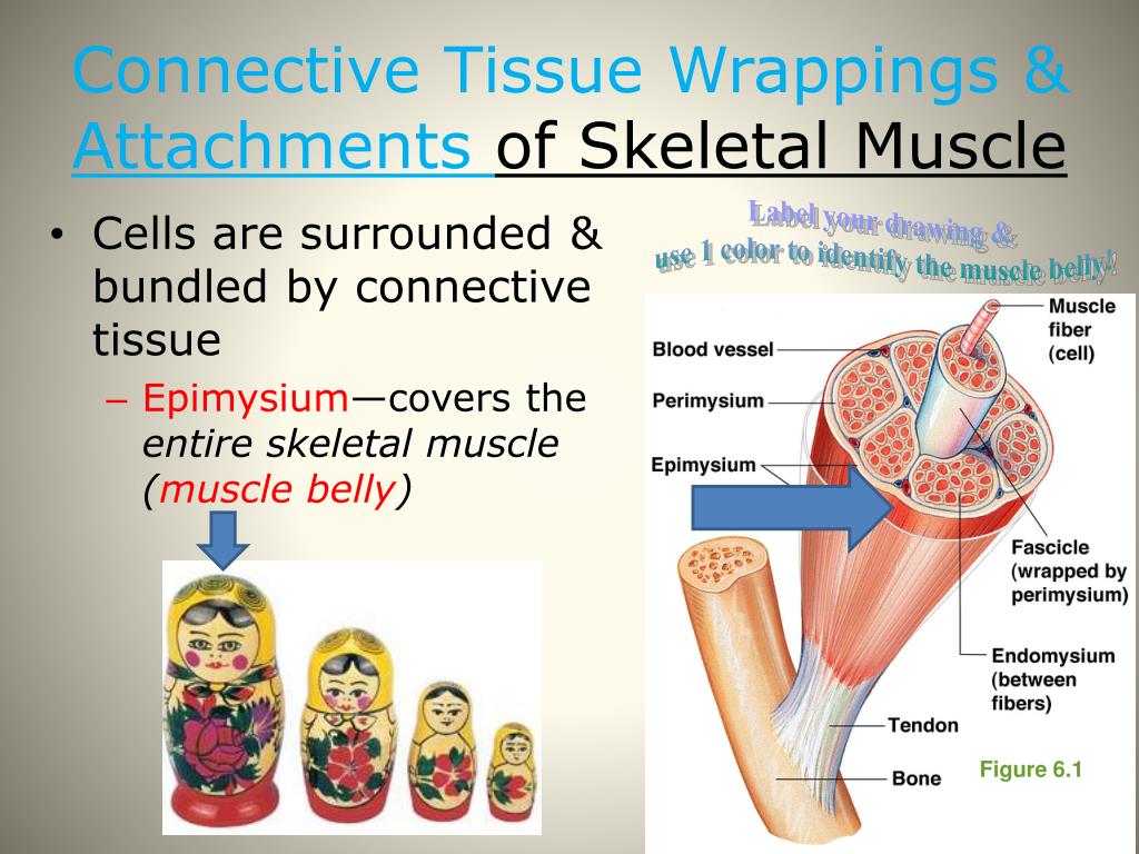 PPT Week 6 (11/1811/22) Warm Up Mon, 11/18 Muscular System Pre