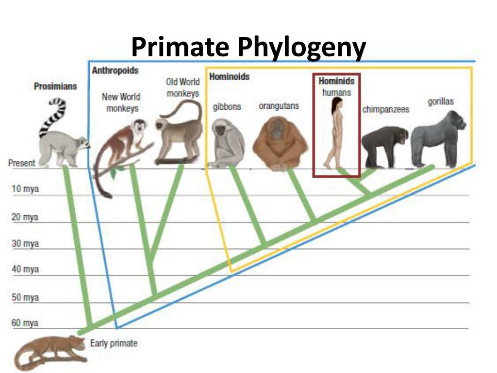 PPT Human Evolution PowerPoint Presentation, free download ID6580873