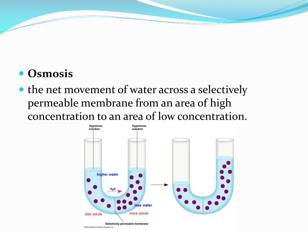 PPT Passive Transport + Potato lab PowerPoint Presentation, free