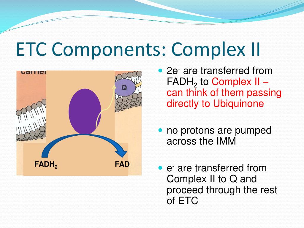 PPT Electron Transport Chain PowerPoint Presentation, free download