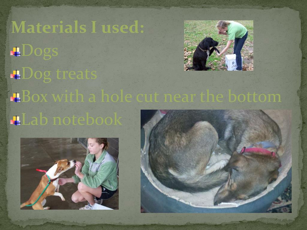 PPT Do dogs have paw preferences? PowerPoint Presentation, free download ID6590718