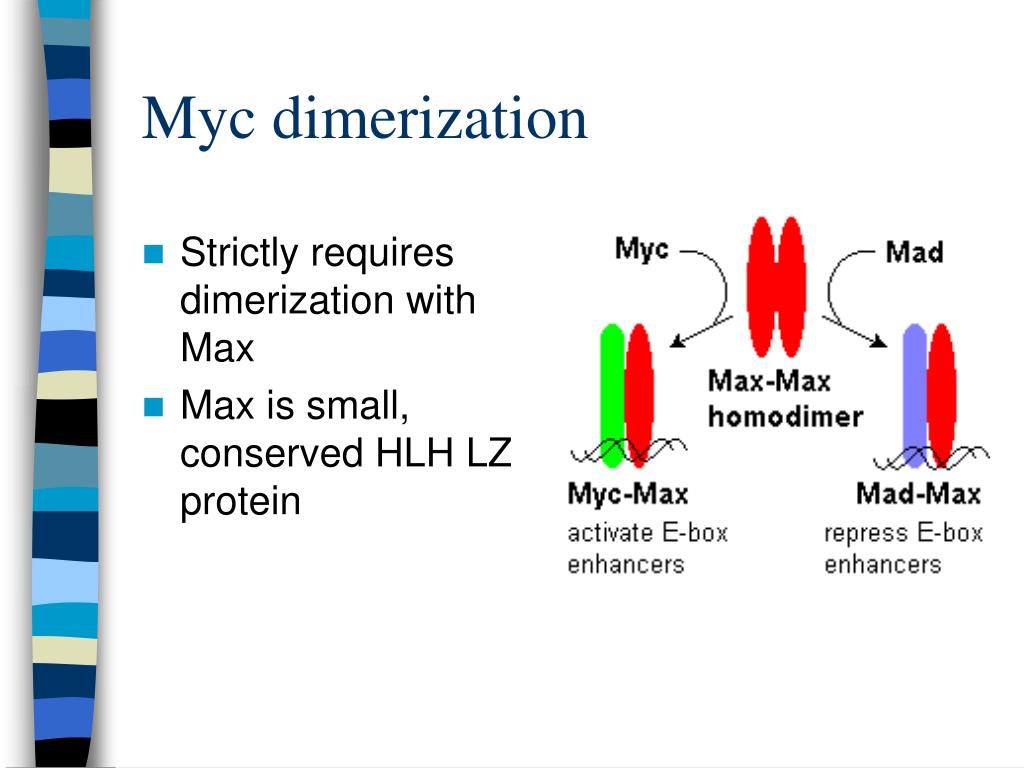 PPT Myc PowerPoint Presentation, free download ID6591862