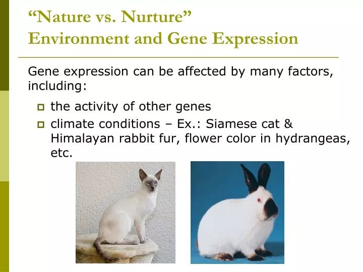 PPT the activity of other genes PowerPoint Presentation, free
