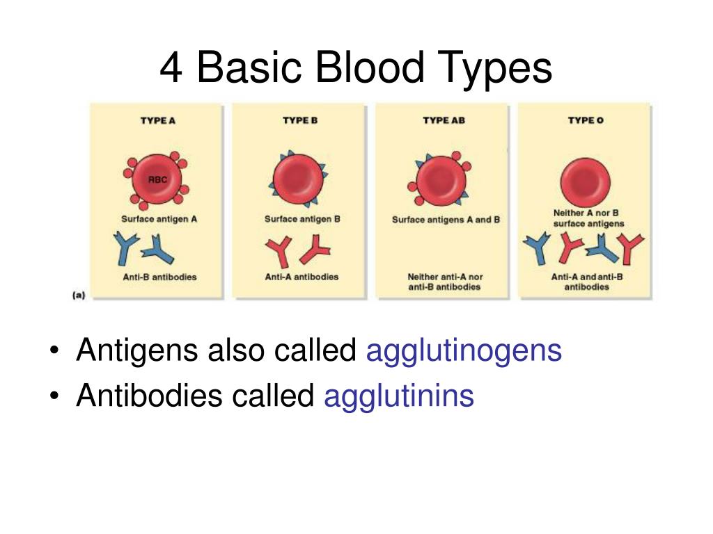 PPT Blood Typing Lab PowerPoint Presentation, free download ID6594760