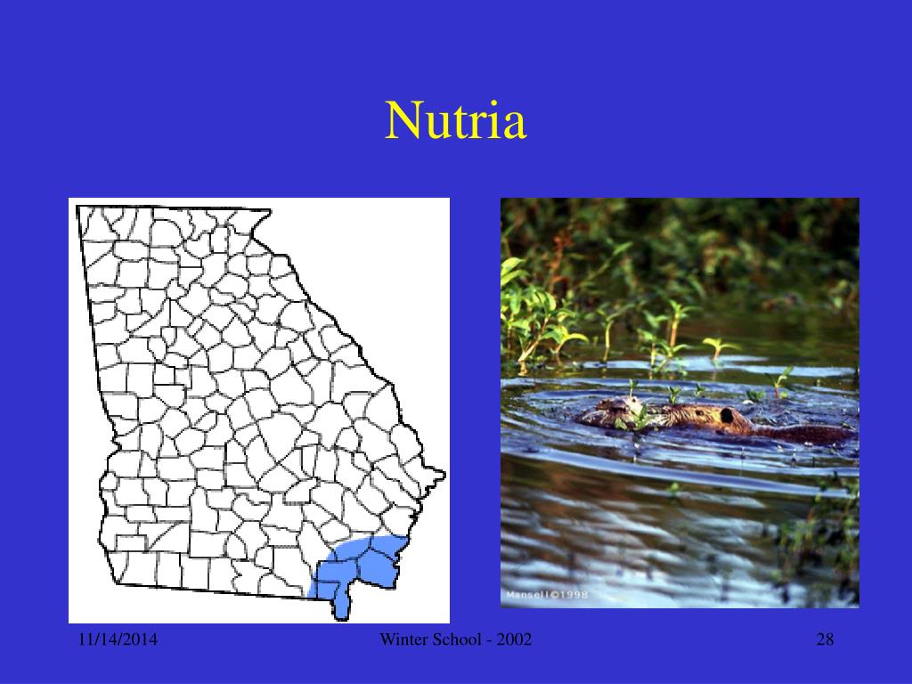 PPT Mammals of PowerPoint Presentation, free download ID