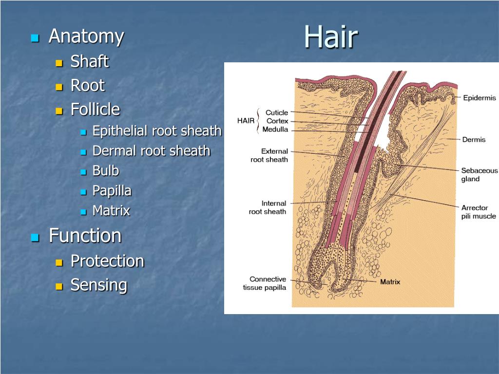 PPT THE INTEGUMENTARY SYSTEM PowerPoint Presentation, free download