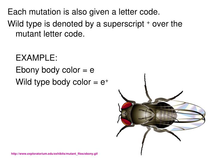 PPT Fruit Fly Drosophila melanogaster PowerPoint