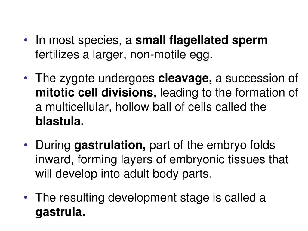 PPT Animals are heterotrophs that ingest their food Animals are