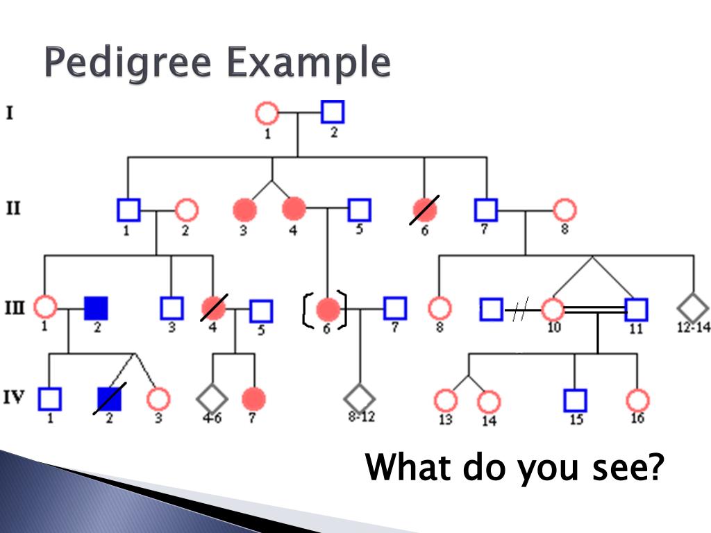 PPT - Pedigrees PowerPoint Presentation, free download - ID:6631004