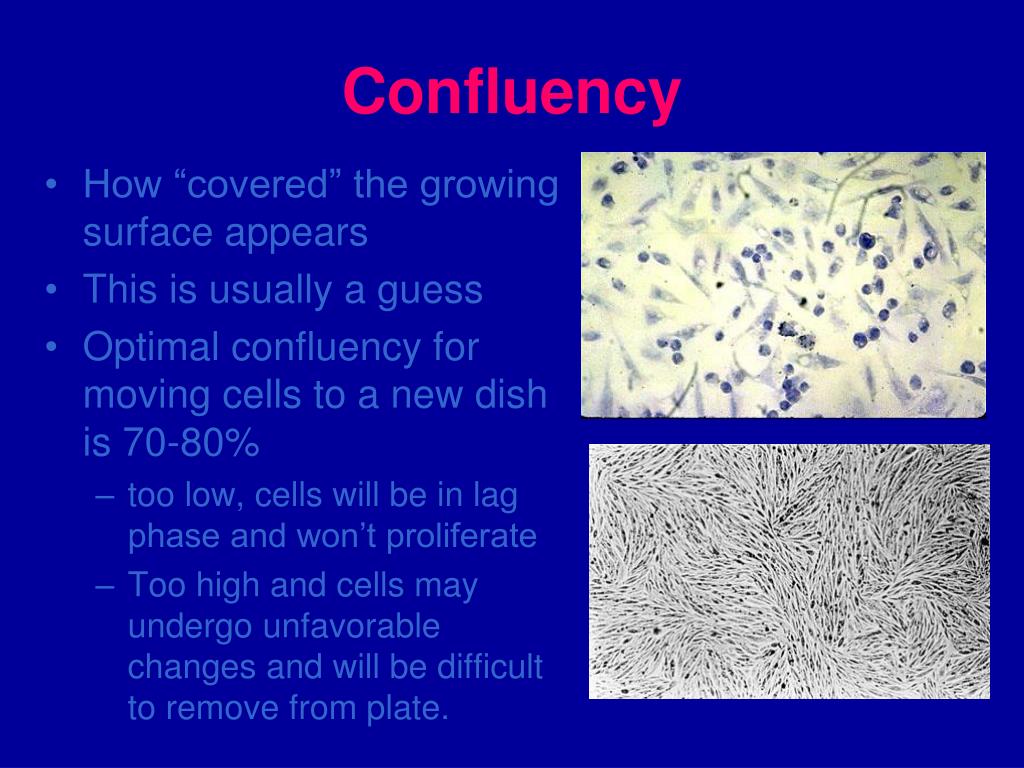 PPT Growing Cells in Culture PowerPoint Presentation, free download