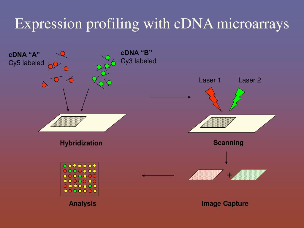 PPT Microarray Technology PowerPoint Presentation, free download ID