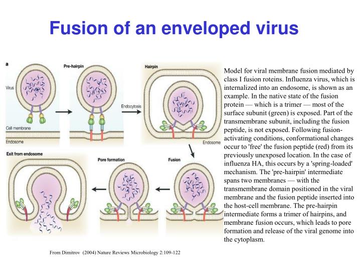 PPT Virus Attachment, Entry and Uncoating PowerPoint Presentation