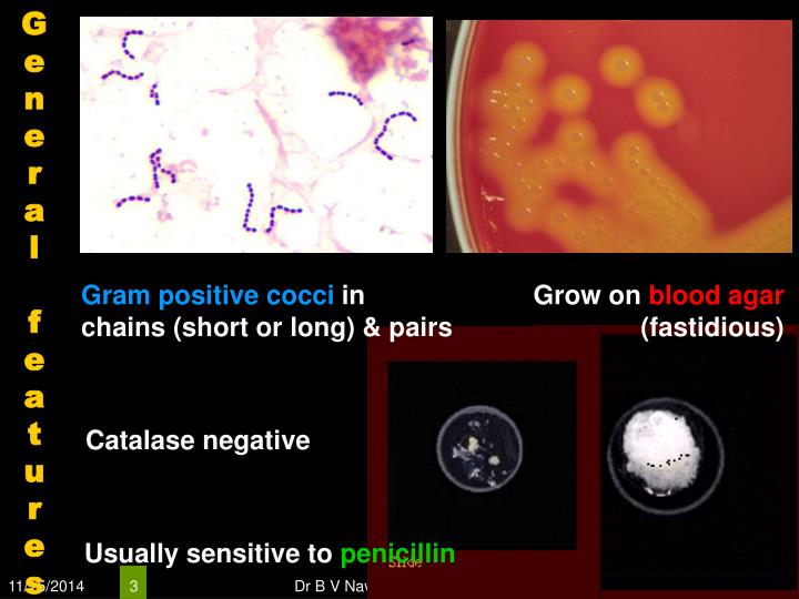 PPT Gram Positive Cocci (GPC) PowerPoint Presentation ID6660508