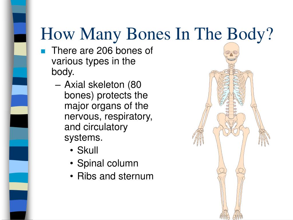 How many bones are in the human body ? PPT - Chapter 3 PowerPoint Presentation, free download ...