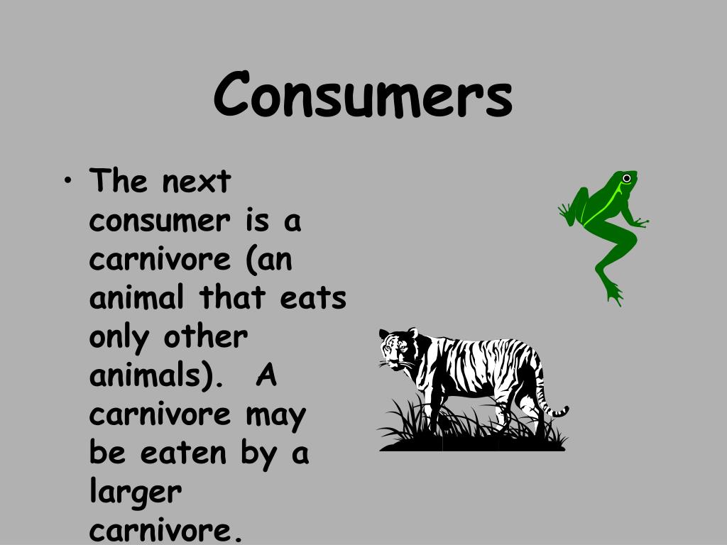 PPT Who’s Who in a Food Chain? PowerPoint Presentation, free download