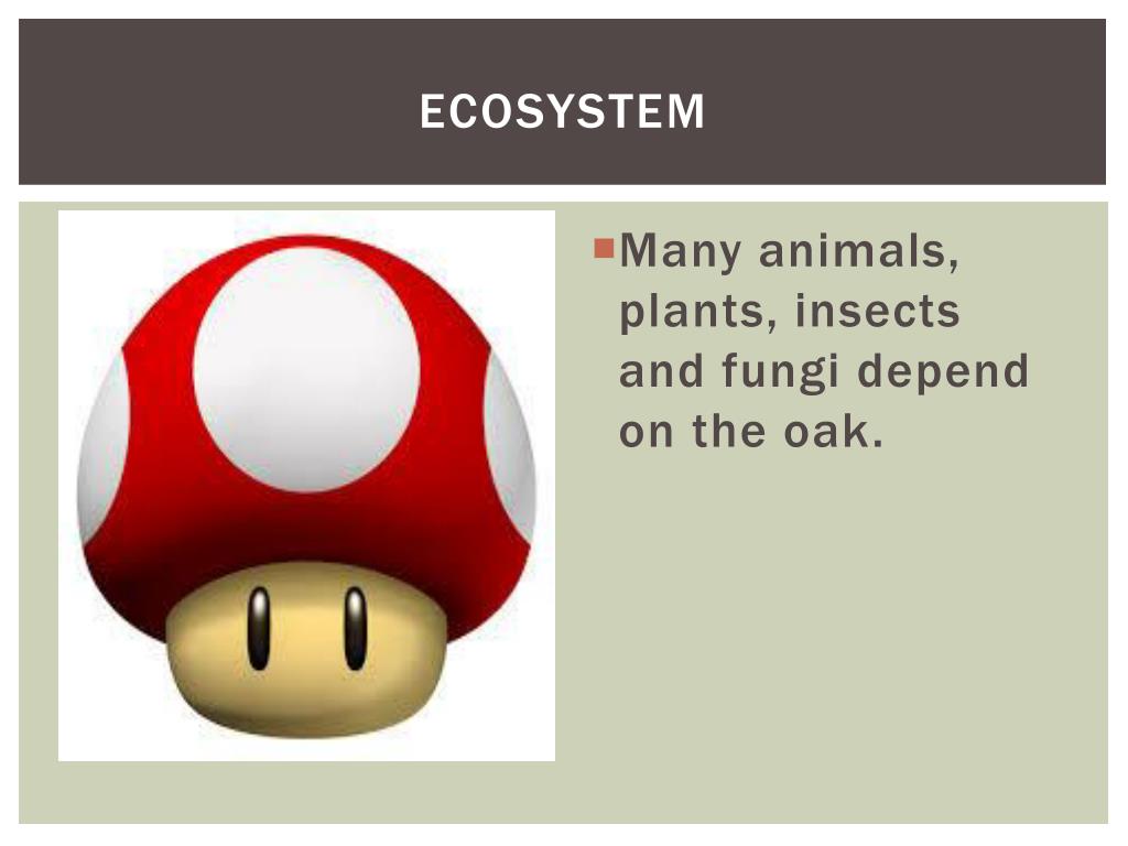 PPT The Oak Tree Ecosystem PowerPoint Presentation, free download ID6669309