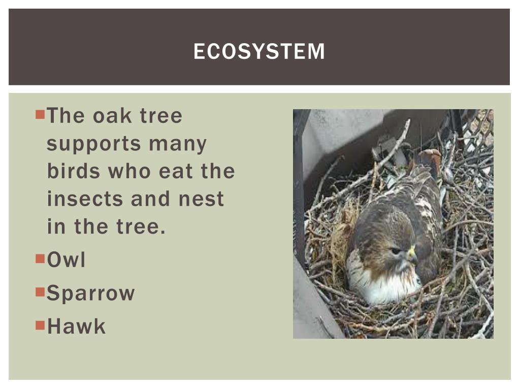 PPT The Oak Tree Ecosystem PowerPoint Presentation, free download ID6669309