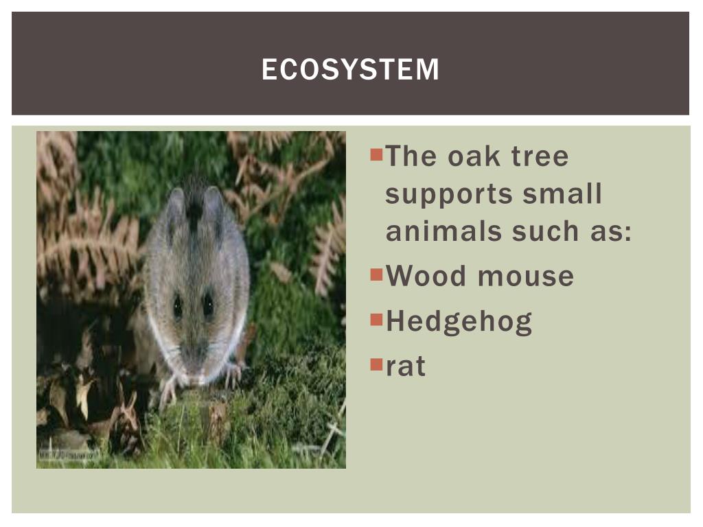 PPT The Oak Tree Ecosystem PowerPoint Presentation, free download ID6669309