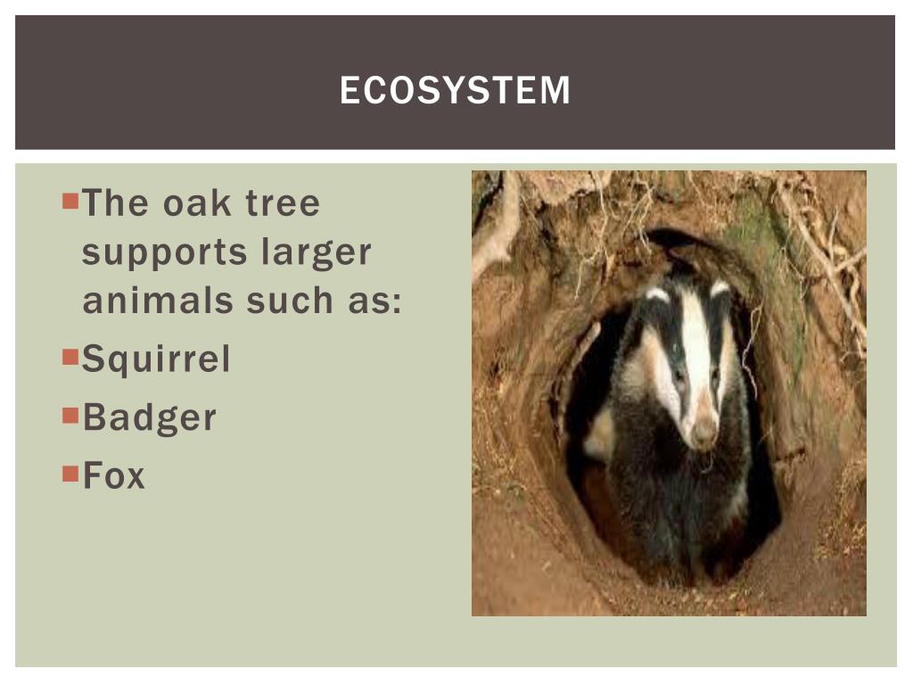 PPT The Oak Tree Ecosystem PowerPoint Presentation, free download ID6669309