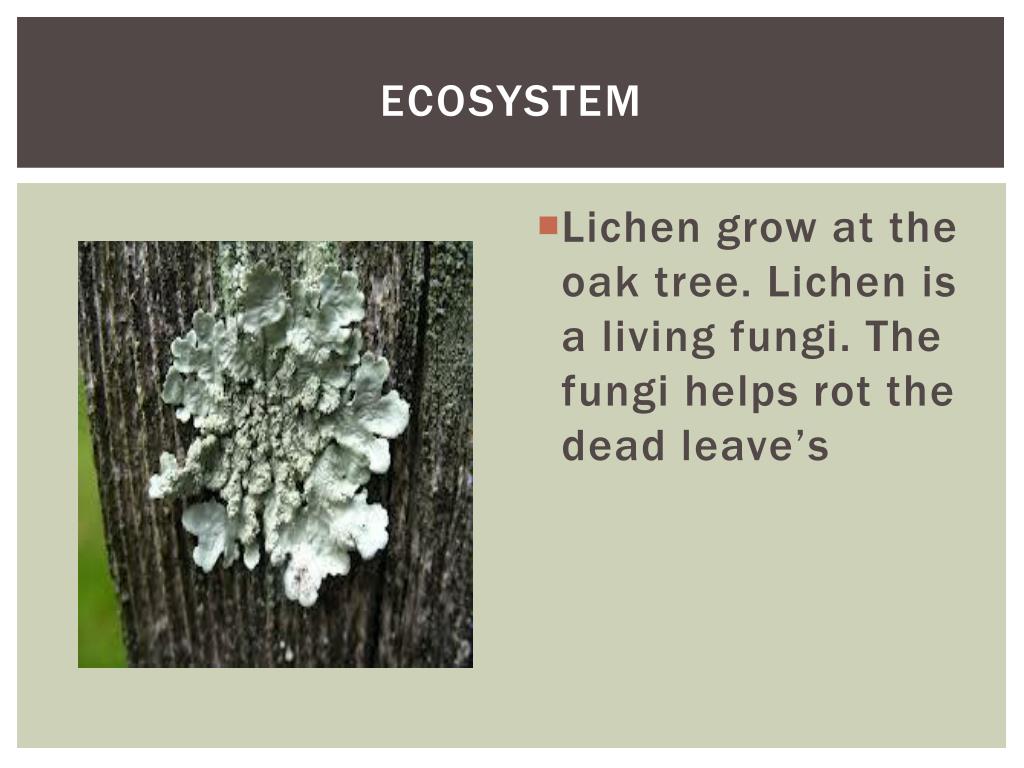 PPT The Oak Tree Ecosystem PowerPoint Presentation, free download ID6669309