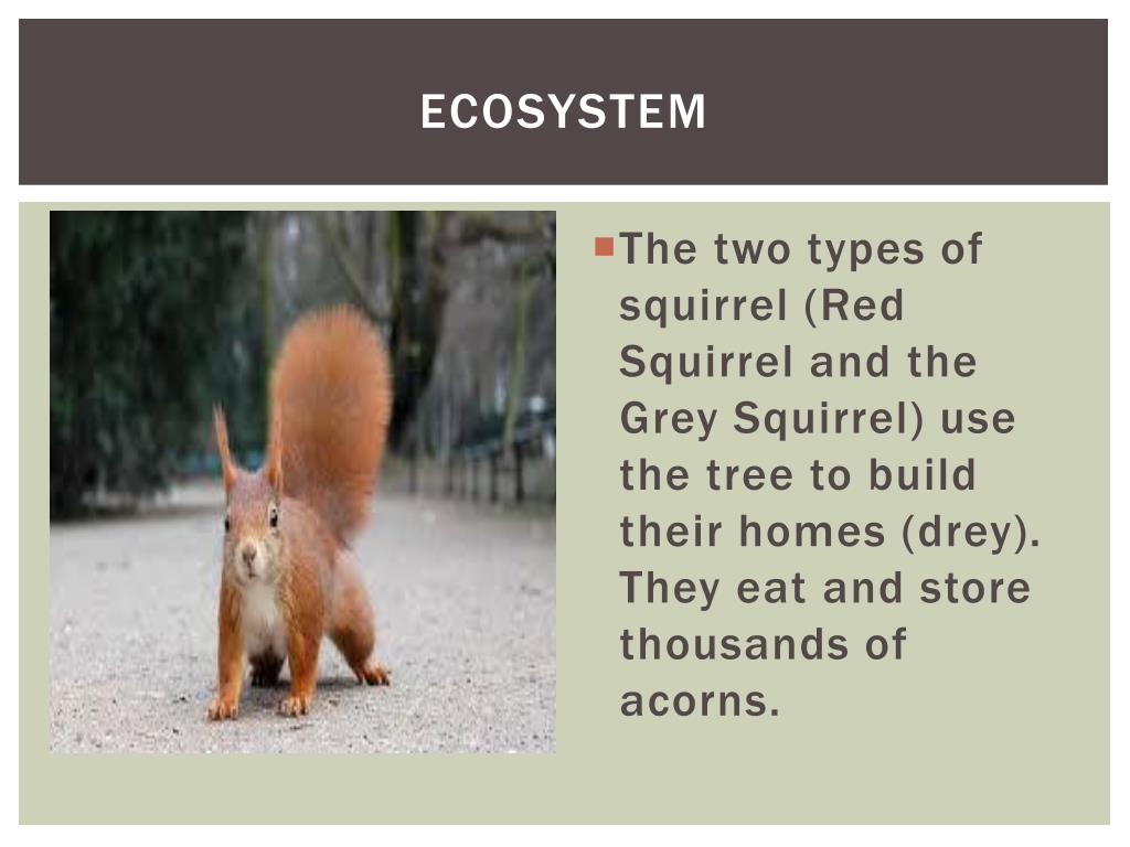 PPT The Oak Tree Ecosystem PowerPoint Presentation, free download ID6669309