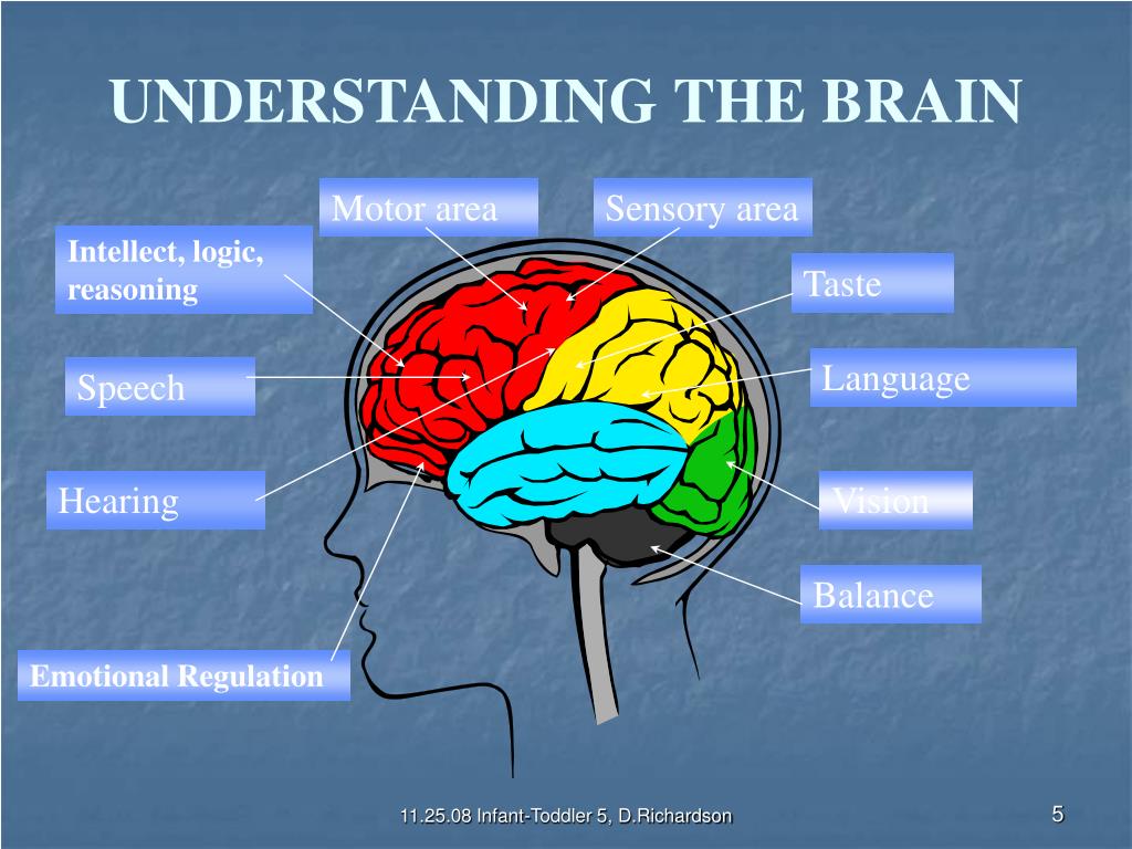 PPT Infant & Toddler Development Part 5 Early Brain Development, Learning, & Mental Health
