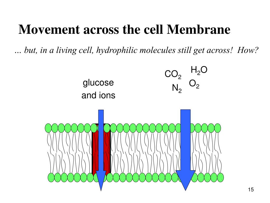 PPT Membrane Structure and Function PowerPoint Presentation, free