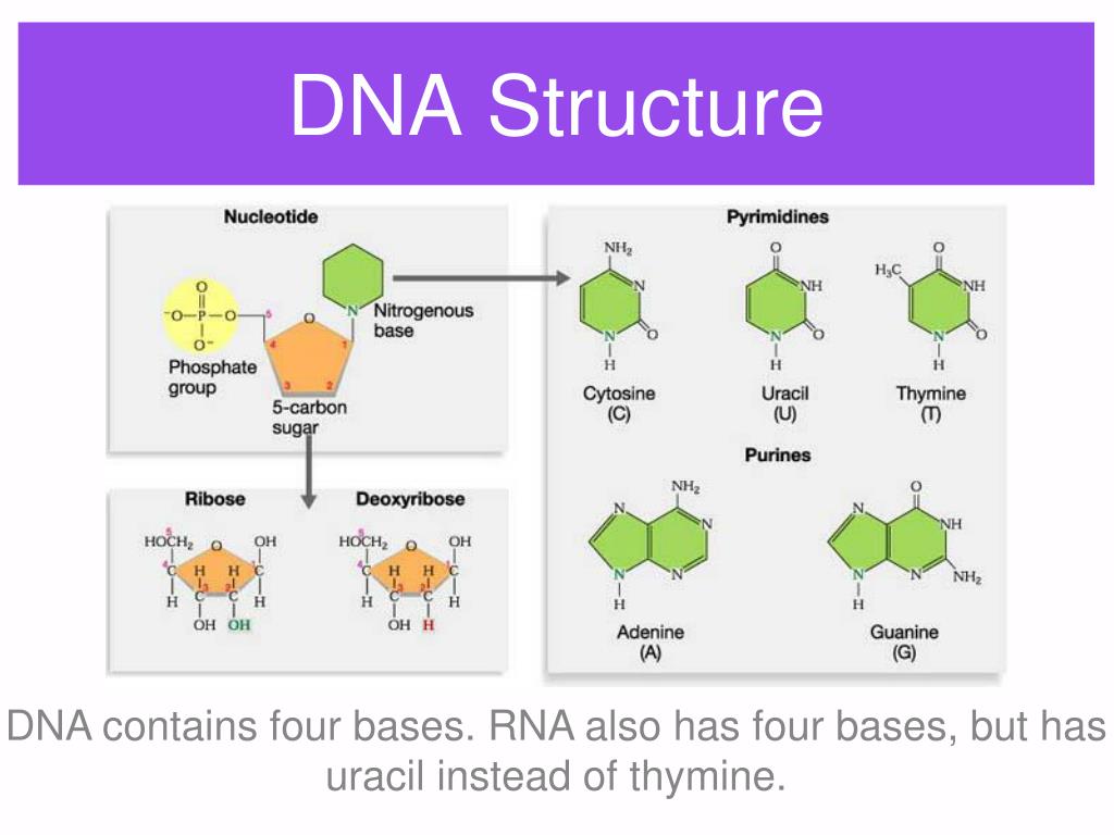 PPT DNA PowerPoint Presentation, free download ID6675639