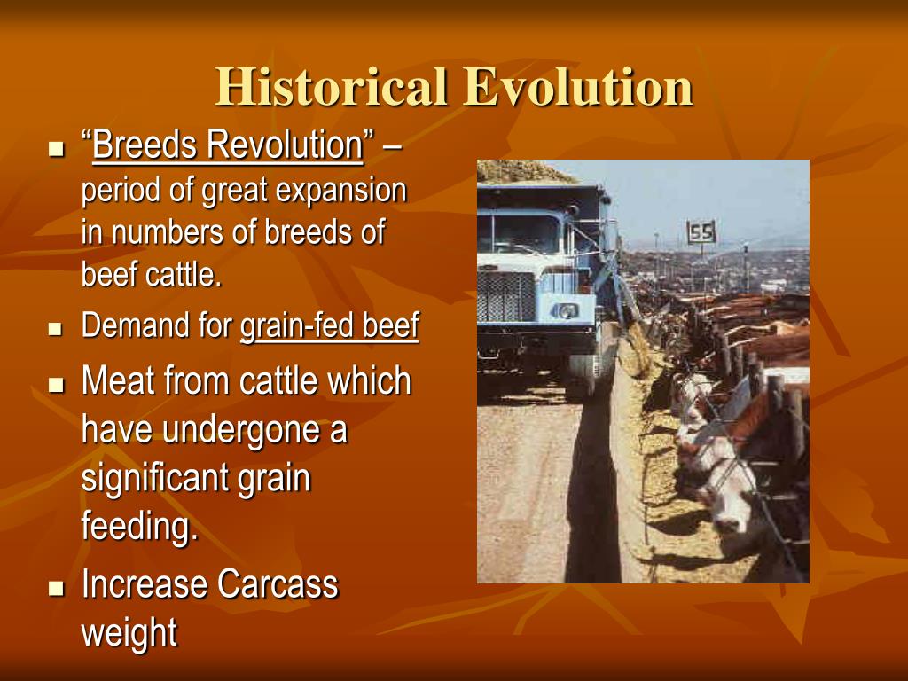 PPT Beef Cattle and Industry PowerPoint Presentation, free download