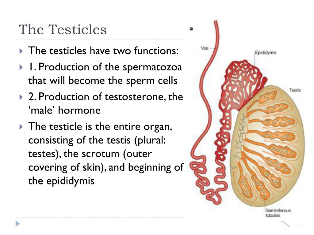 PPT Male Reproductive Anatomy of Cattle PowerPoint Presentation, free
