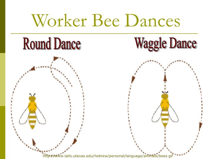 PPT The Honey Bee by Samuel PowerPoint Presentation ID6680093
