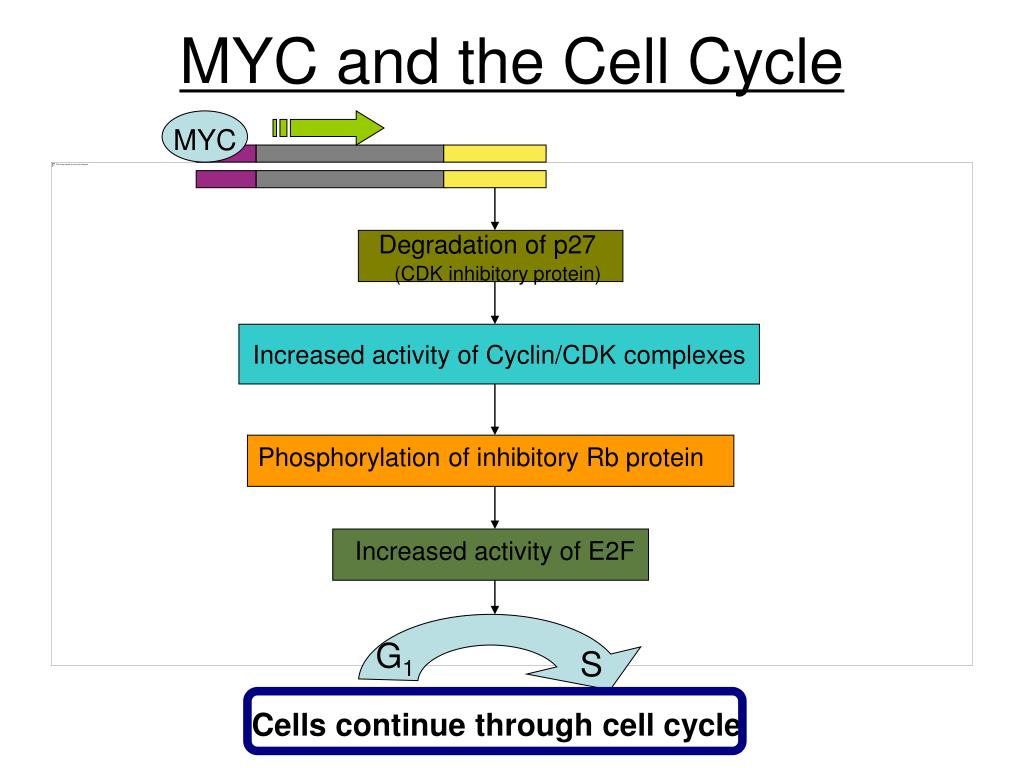 PPT March 5, 2009 PowerPoint Presentation, free download ID6683288
