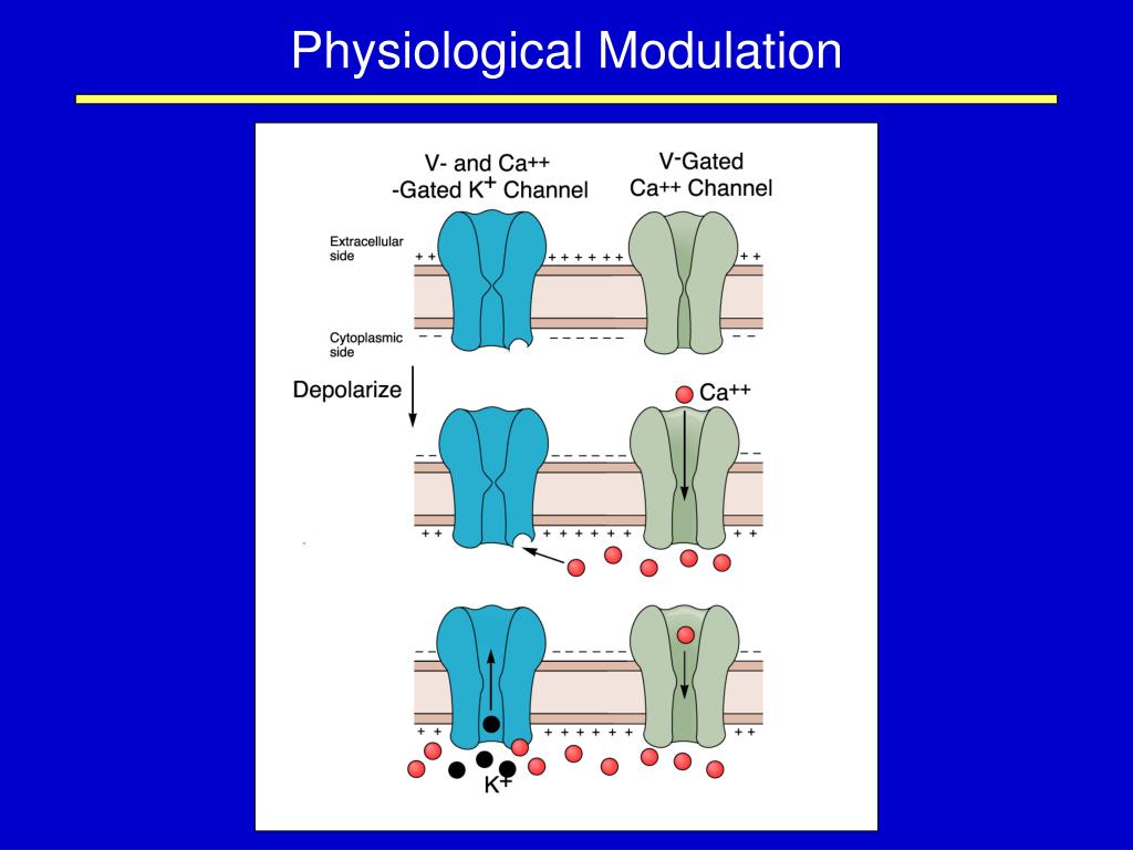 PPT VoltageGated Ion Channels and the Action Potential