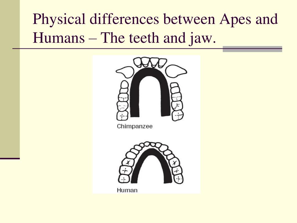 PPT THE PRIMATES PowerPoint Presentation, free download ID6687695
