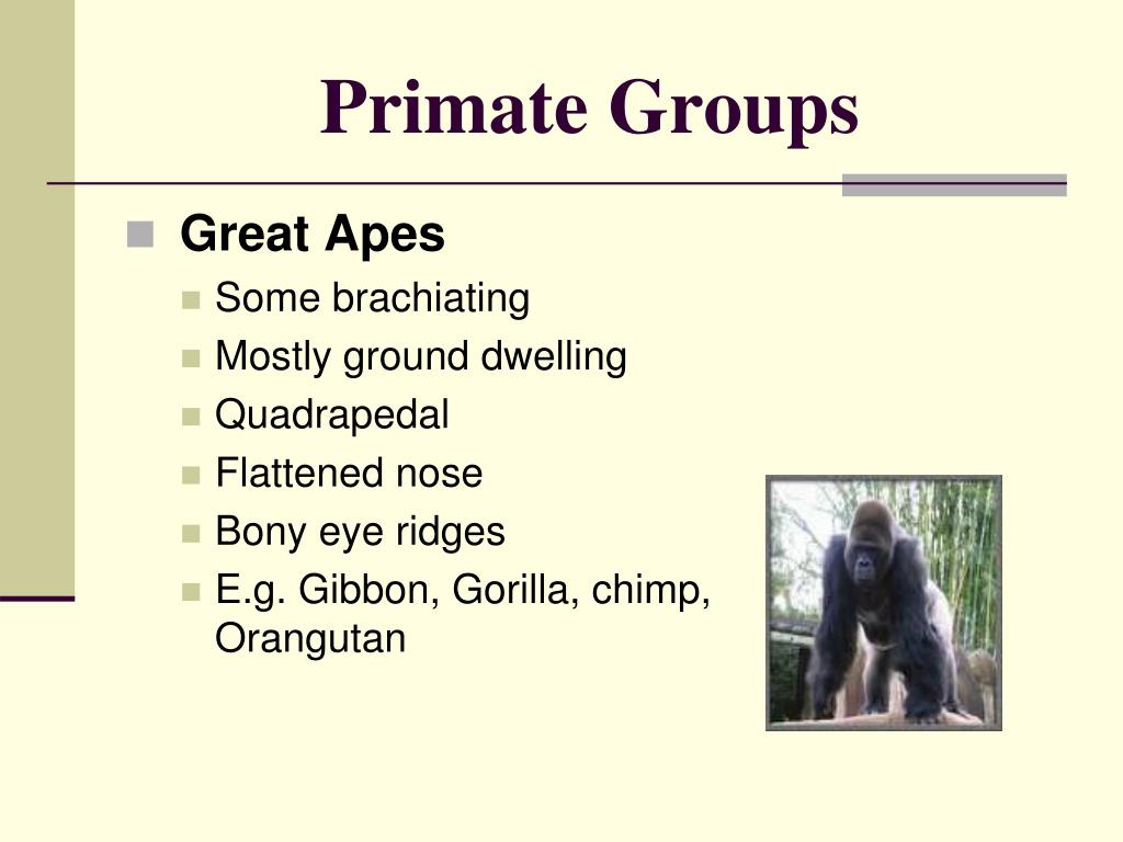PPT THE PRIMATES PowerPoint Presentation, free download ID6687695
