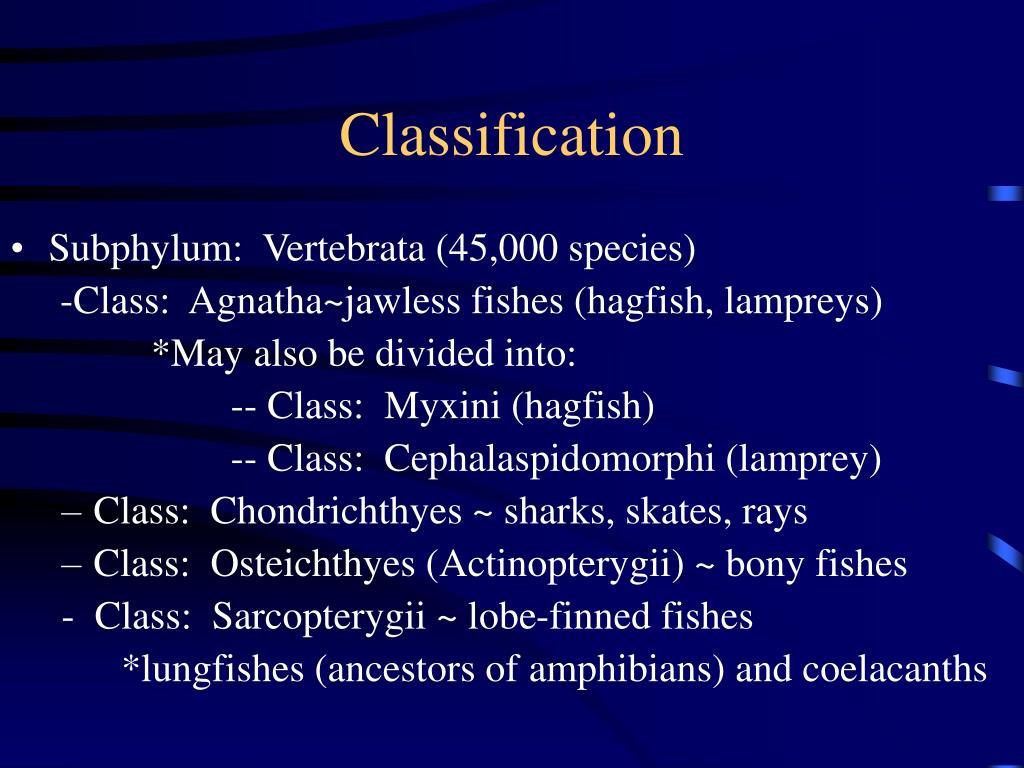 PPT Evolution and Classification of Fishes PowerPoint Presentation