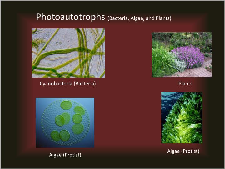 PPT Levels of Organization PowerPoint Presentation ID6690185