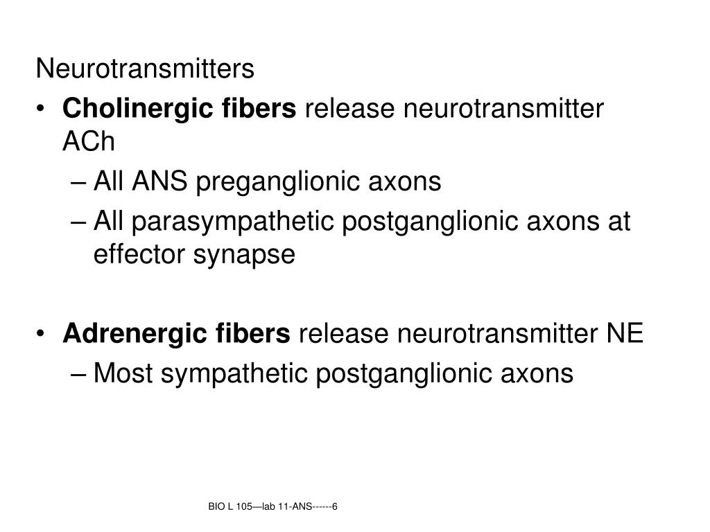 PPT Autonomic Nervous System (ANS) involuntary nervous system