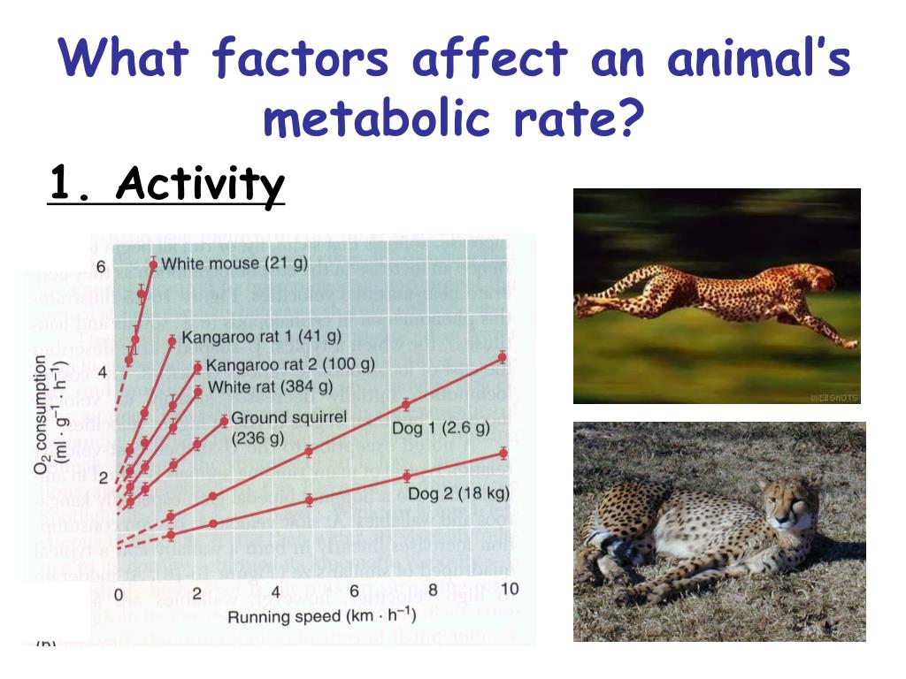 PPT METABOLISM PowerPoint Presentation, free download ID6696484