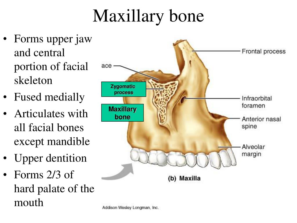 PPT Skeletal system PowerPoint Presentation, free download ID6696887